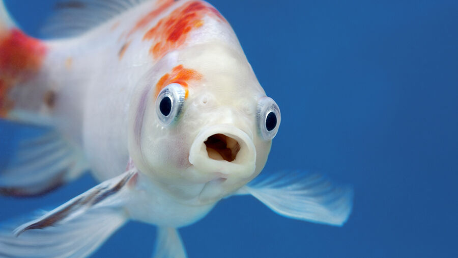 Fish in an aquarium
